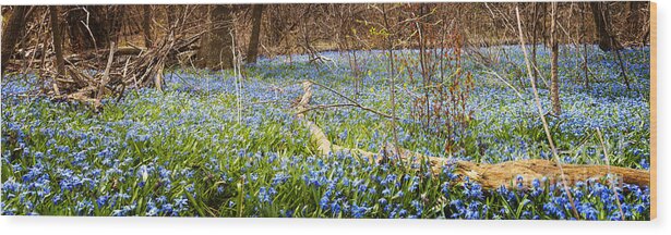 Flowers Wood Print featuring the photograph Carpet of blue flowers in spring forest 1 by Elena Elisseeva