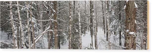 Forest Wood Print featuring the photograph Winter forest landscape panorama by Elena Elisseeva