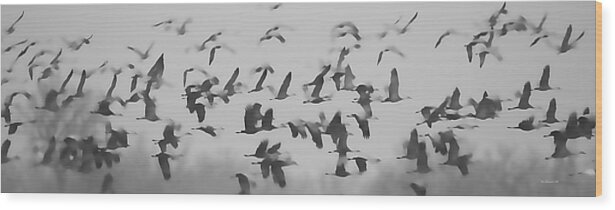 Birds Wood Print featuring the photograph Flight of the Sandhill Cranes #1 by Pam Holdsworth