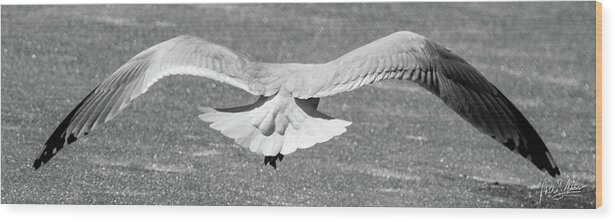 Gull Wood Print featuring the photograph Clear For Takeoff by Phil S Addis