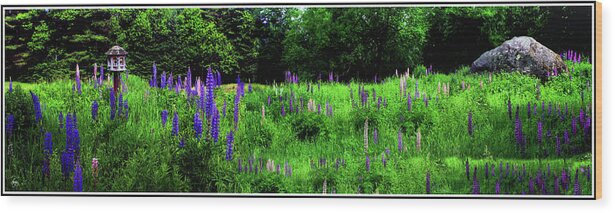 Pink Wood Print featuring the photograph Lupine Panorama by Wayne King