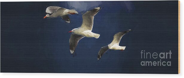 Silver Gulls In Flight Wood Print featuring the photograph Gulls up the wall by Sheila Smart Fine Art Photography