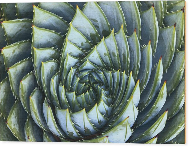 Spiral Wood Print featuring the photograph Spiral Aloe by Saxon Holt
