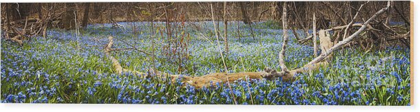 Flowers Wood Print featuring the photograph Carpet of blue flowers in spring forest 2 by Elena Elisseeva