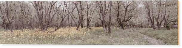 Carolina Wood Print featuring the photograph Dark Trees Pale Light Panorama by Debra and Dave Vanderlaan