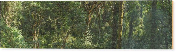 Tropical Rainforest Wood Print featuring the photograph Dense Jungle Foliage Lush Green Forest by Fotovoyager