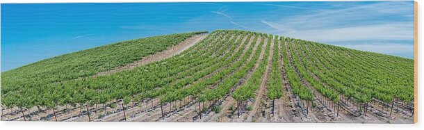 Brentwood Wood Print featuring the photograph Vasco Vines Panorama by Robin Mayoff