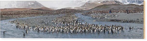 Photography Wood Print featuring the photograph King Penguins Aptenodytes Patagonicus #1 by Panoramic Images