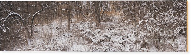 Winter Wood Print featuring the photograph Winter forest panorama by Elena Elisseeva