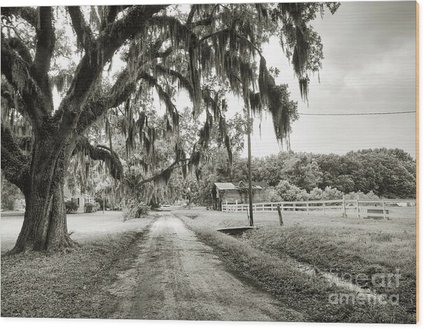 Live Oak Wood Print featuring the photograph Dirt Road on Coosaw Plantation by Scott Hansen