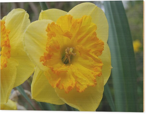 Narcissus Blushing Lady Flowers Wood Print featuring the photograph Narcissus Blushing Lady Daffodils by Ee Photography