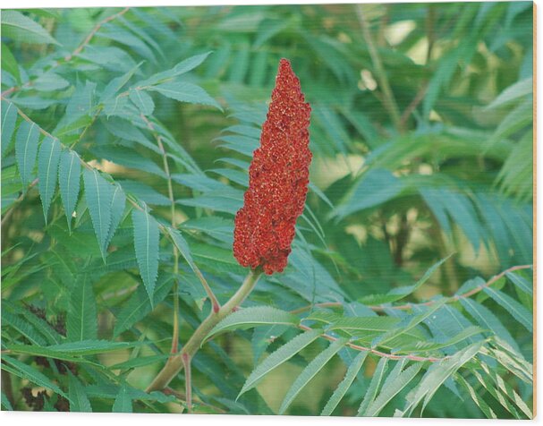 Staghorn Sumac Wood Print featuring the photograph Staghorn Sumac by Ee Photography