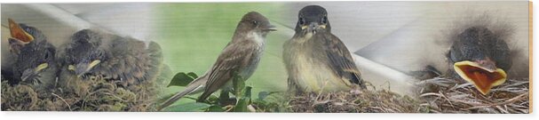 Birds Wood Print featuring the photograph Eastern Phoebe Family by Natalie Rotman Cote