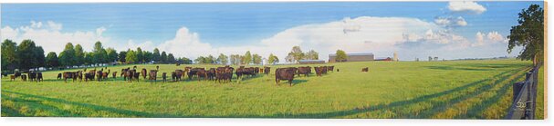 Panoramic Wood Print featuring the photograph Cow Expance by Sam Davis Johnson