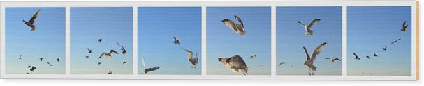 Seagull Wood Print featuring the photograph Seagull Collage by Michelle Calkins