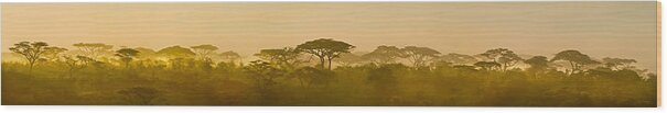 Photography Wood Print featuring the photograph Acacia Trees At Dawn, Tanzania by Panoramic Images