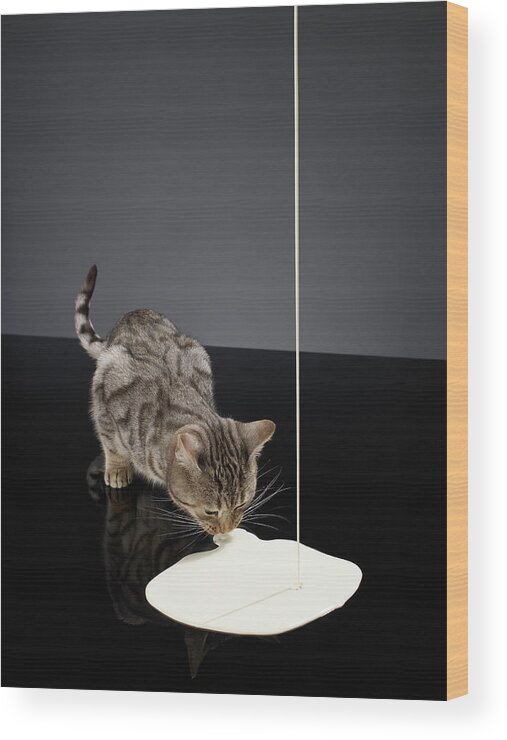 Silver Tabby Cat Drinking Cream From Wood Print