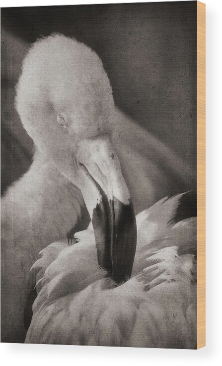 American Flamingo Wood Print featuring the photograph Soaking Up Sunshine by Theo O'Connor