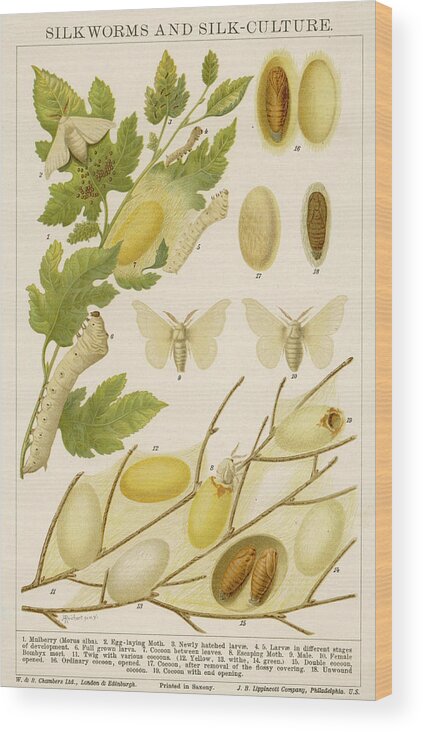 Life Wood Print featuring the drawing The Life Cycle Of A Silk Worm & by Mary Evans Picture Library