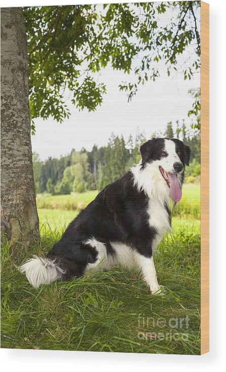 Dog Wood Print featuring the photograph Border Collie in the nature #1 by Gina Koch