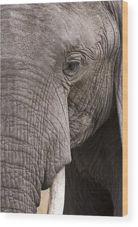 Flpa Wood Print featuring the photograph African Elephant Masai Mara Kenya #1 by Elliott Neep