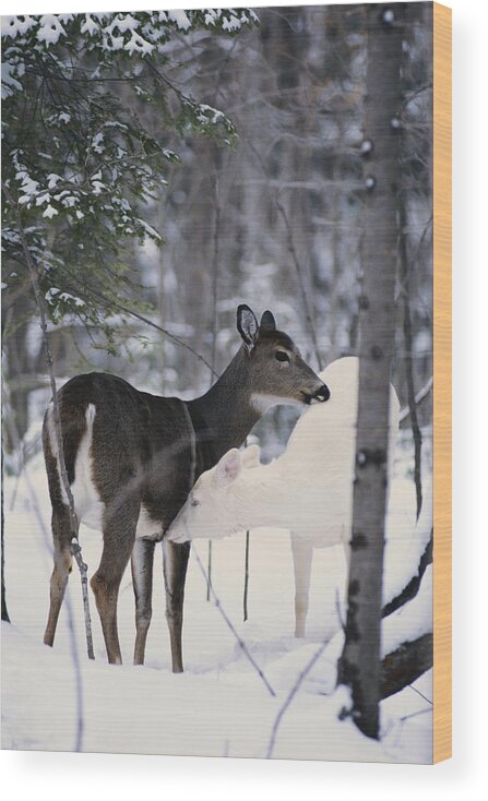Albinic Wood Print featuring the photograph Albino And Normal White-tailed Deer #1 by Thomas And Pat Leeson