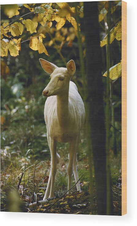 Albinic Wood Print featuring the photograph Albino White-tailed Deer #1 by Thomas And Pat Leeson