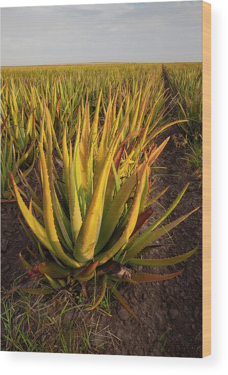 Aloe Wood Print featuring the photograph Aloe Growing As A Crop #1 by Larry Ditto