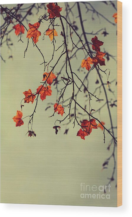 Autumn Wood Print featuring the photograph Autumn #1 by Diana Kraleva