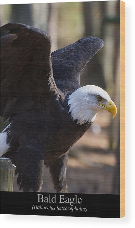 Class Room Posters Wood Print featuring the digital art Bald Eagle #2 by Flees Photos