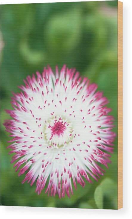 Close-up Wood Print featuring the photograph Bellis Perennis 'habanera White With Red Tips' #1 by Maria Mosolova/science Photo Library