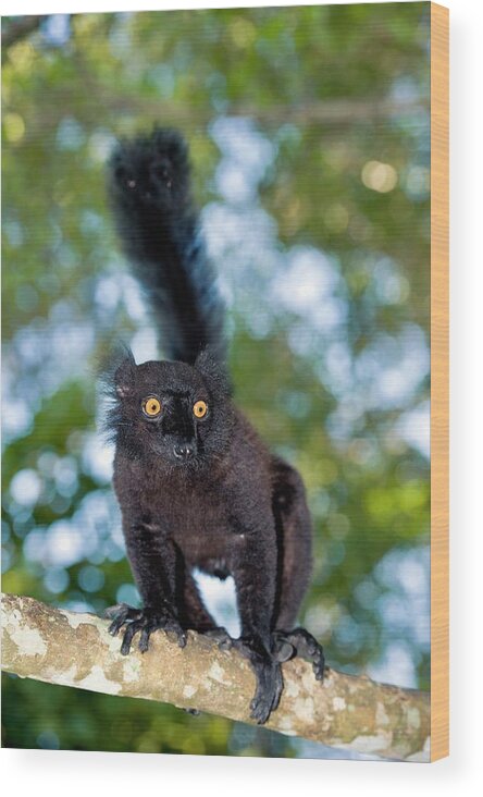 Black Lemur Wood Print featuring the photograph Black Lemur Male #1 by Tony Camacho/science Photo Library