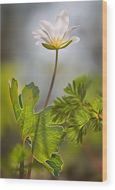 2014 Wood Print featuring the photograph Bloodroot #2 by Robert Charity