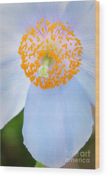 Beautiful Wood Print featuring the photograph Blue-poppy #1 by Oscar Gutierrez