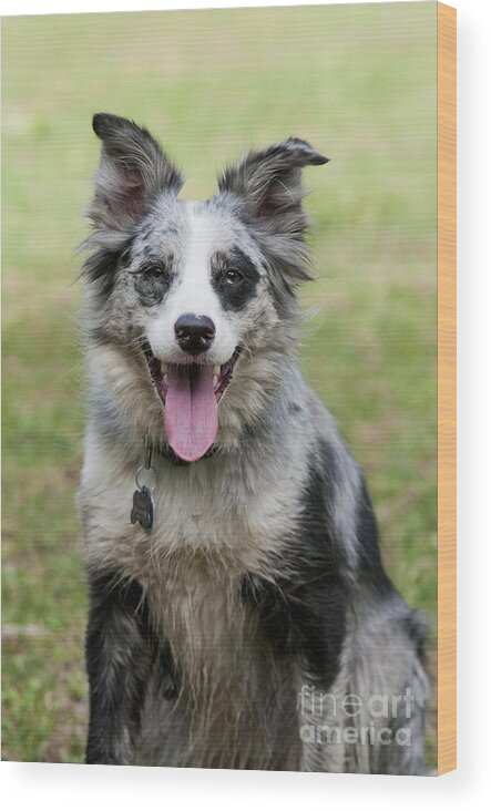 Border Collie Wood Print featuring the photograph Border Collie #1 by William H. Mullins