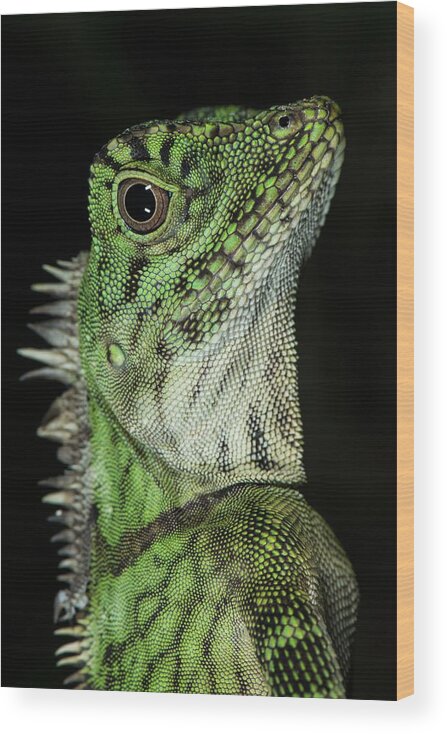 Asia Wood Print featuring the photograph Bornean Angle-headed Lizard #1 by Scubazoo