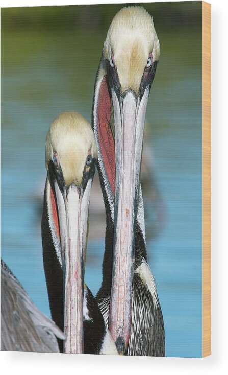Brown Pelican Wood Print featuring the photograph Brown Pelicans #1 by Christopher Swann/science Photo Library