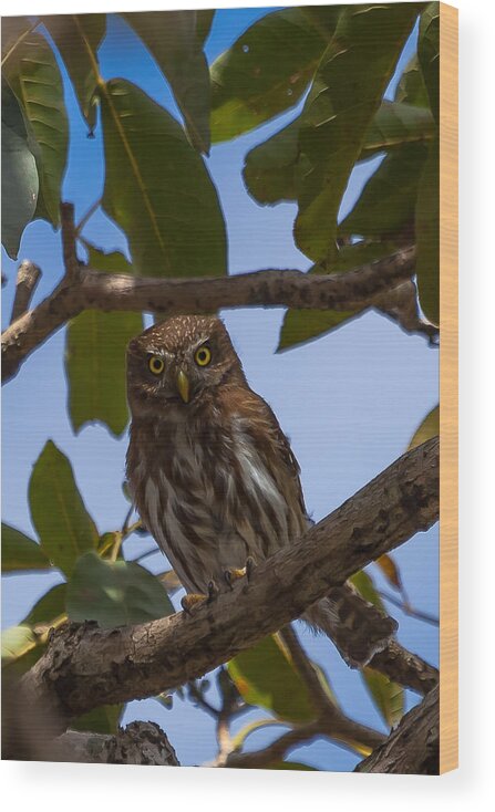 Costa Rica Wood Print featuring the photograph Costa Rican Pygmy Owl #1 by Craig Lapsley