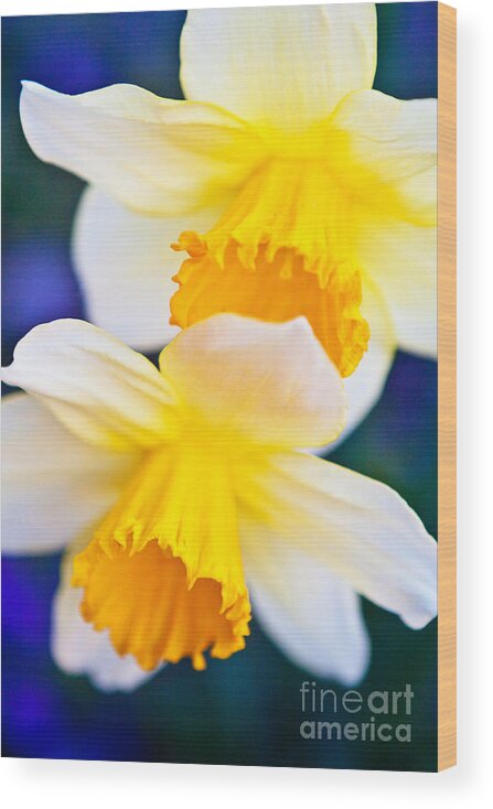 Daffodils Wood Print featuring the photograph Daffodils by Roselynne Broussard