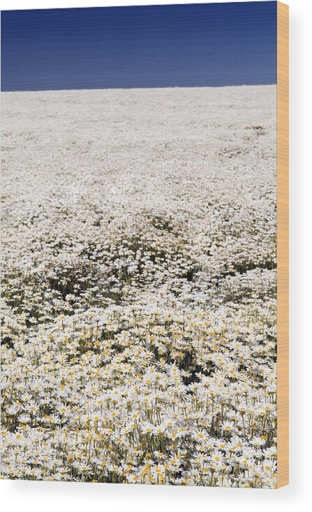 Aussie Wood Print featuring the photograph Daisy Fields #1 by THP Creative