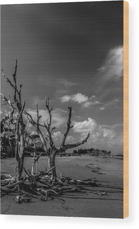 Dead Wood Print featuring the photograph Dead Trees on the Beach #1 by Christopher Perez