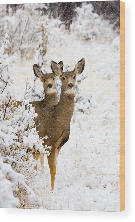 Deer Wood Print featuring the photograph Doe Mule Deer in Snow #1 by Steven Krull