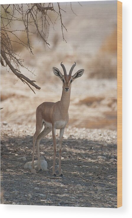 1 Wood Print featuring the photograph Dorcas Gazelle (gazella Dorcas) #1 by Photostock-israel