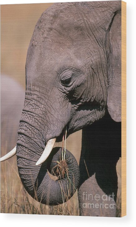 Elephant Wood Print featuring the photograph Elephant Eating Grass #1 by Art Wolfe