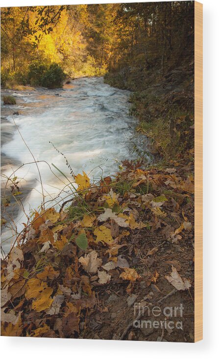 Landscape Wood Print featuring the photograph Fallen Leaves #1 by Iris Greenwell
