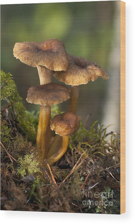 Mushroom Wood Print featuring the photograph Funnel Chanterelle Craterellus #1 by Scott Camazine