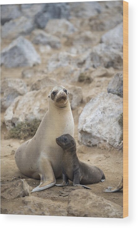 Tui De Roy Wood Print featuring the photograph Galapagos Sea Lion And Pup Champion by Tui De Roy