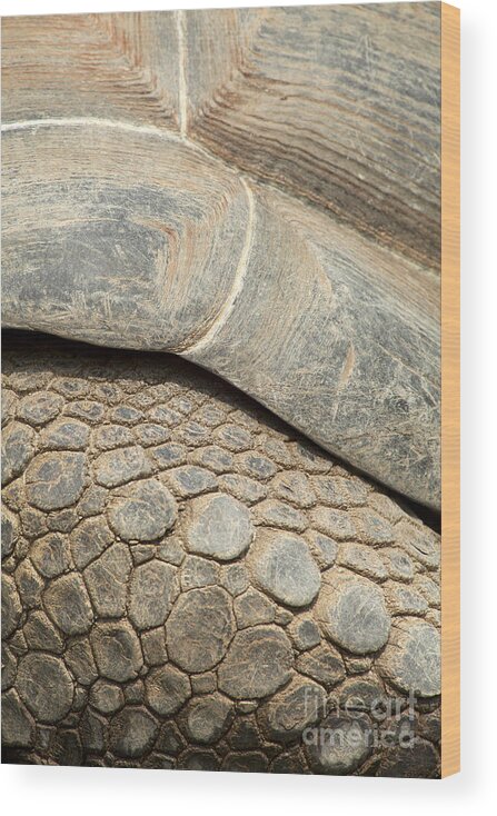 Closeup Wood Print featuring the photograph Galapagos Turtle #1 by Anthony Totah