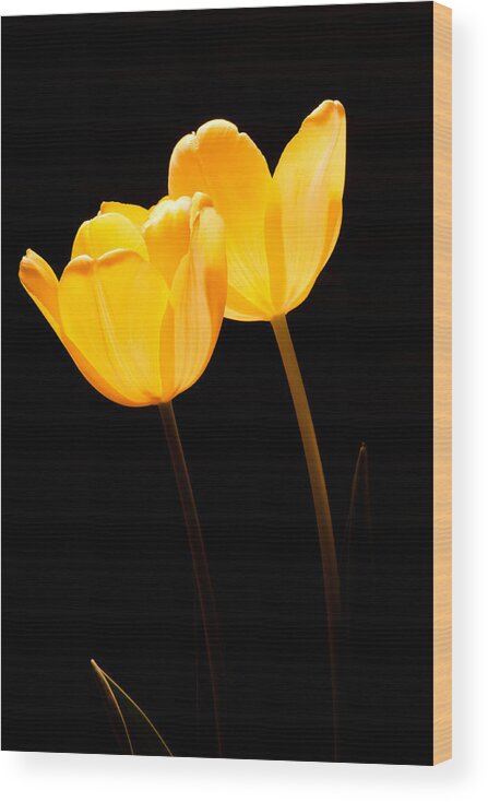 Blossom Wood Print featuring the photograph Glowing Tulips II #1 by Ed Gleichman