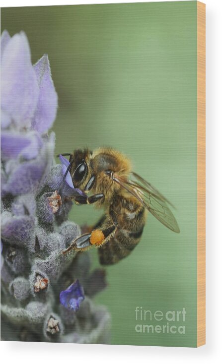 Flower Wood Print featuring the photograph Happy Bee by Joy Watson